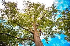 Professional  Tree Services in Mason Neck, VA